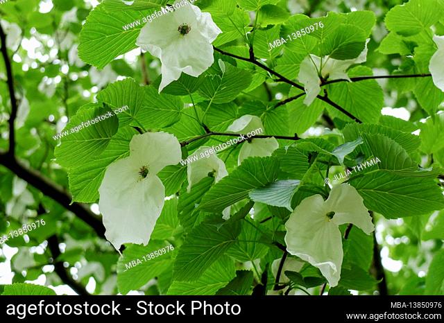 Handkerchief tree (Davida involucrata) in flower