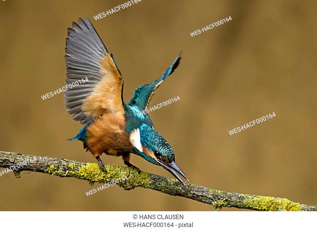 Germany, Lower Saxony, Common kingfisher, Alcedo atthis, on branch