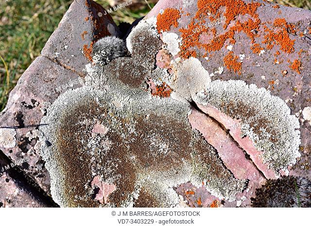 Lecanora muralis or Protoparmeliopsis muralis is a crustose lichen that grows on calcareous or siliceous rocks. At up right Xanthoria elegans