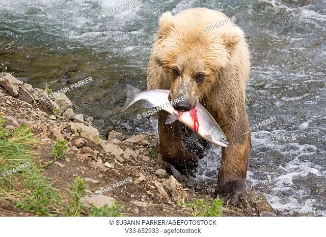 Grizzly Bear mom with her catch of salmon in Katmai National Park, Alaska, USA