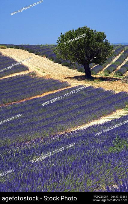 Lone Tree in Field of Lavender, near Valensole, Alpes de Haute, Provence, France