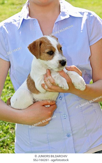 correct way of holding a Jack Russell Terrier puppy