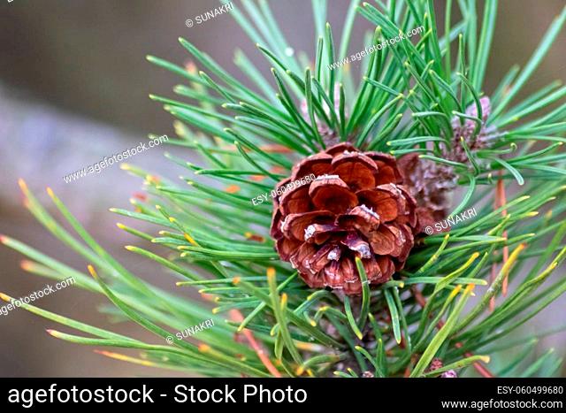 Ripe pine cone on a branch is spreading its seeds with the wind as delicious snack for squirrels and other rodents in a natural forest growing to new pine trees...