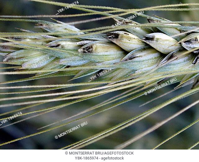 Wheat ear closeup