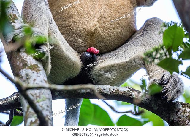 Adult proboscis monkey, Nasalis larvatus, penis detail, Bako National Park, Sarawak, Borneo, Malaysia