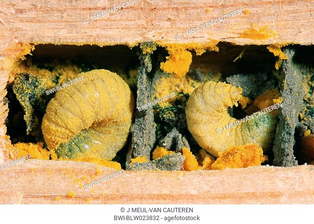 red mason bee Osmia rufa, larvae in nest, Belgium