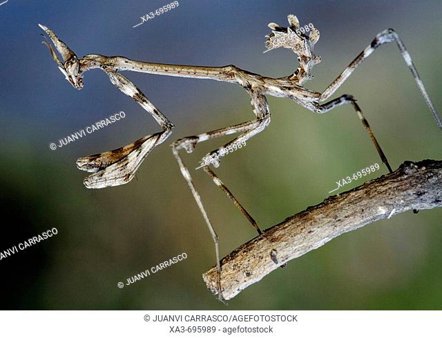 Mantis (Empusa pennata) nymph