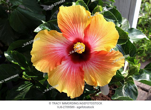 Close up of a Misty Sunrise Hibiscus in full bloom
