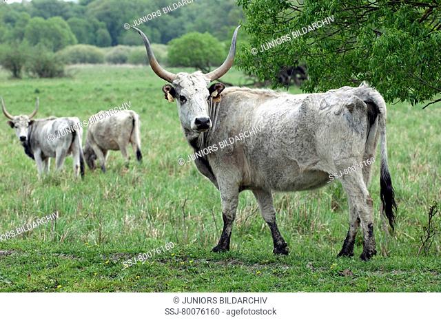 HUN, 2010: Domestic cattle, breed: Hungarian Steppe (Bos primigenius, Bos taurus), three individuals at National Park Neusiedler See-Seewinkel, Hungary