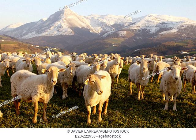 Sheep, Monte Txindoki, Sierra de Aralar, Zaldibia, Guipúzcoa, Spain