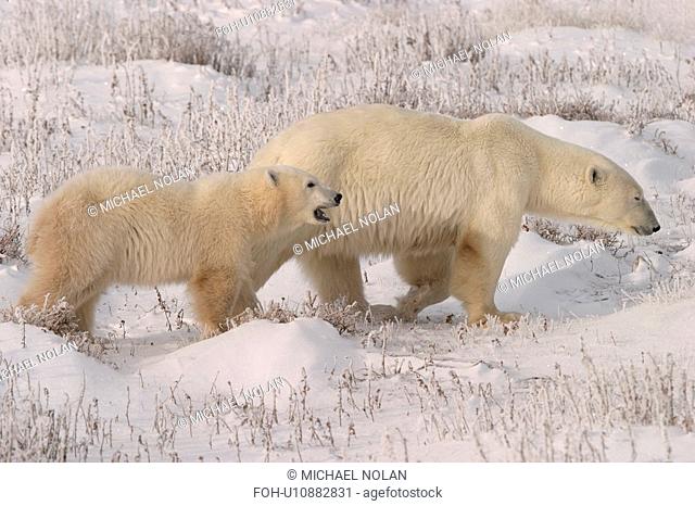 Mother Polar Bear, Ursus maritimus, with COY Cub of the Year on fresh snow near Churchill, northern Manitoba, Hudson Bay, Canada