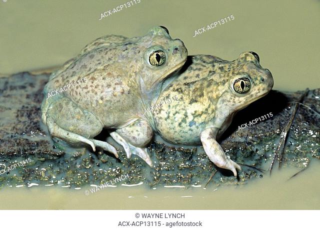 Mating plains spadefoot toads Spea bombifrons, prairie Alberta, Canada