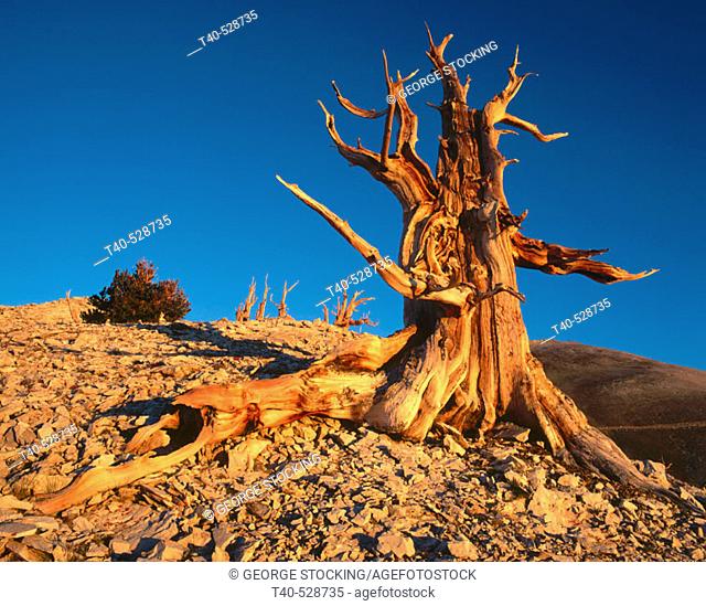 Bristlecone Pine (Pinus longaeva).  White Mountains. California. USA