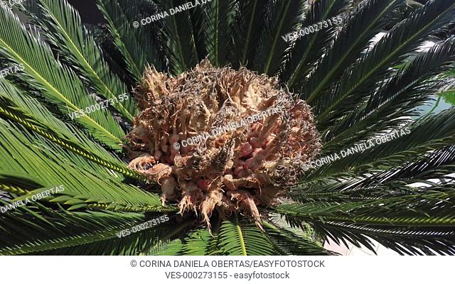 Female cone of Cycas revoluta, a species of gymnosperm in the family Cycadaceae, native to southern Japan including the Ryukyu Islands. Closeup view