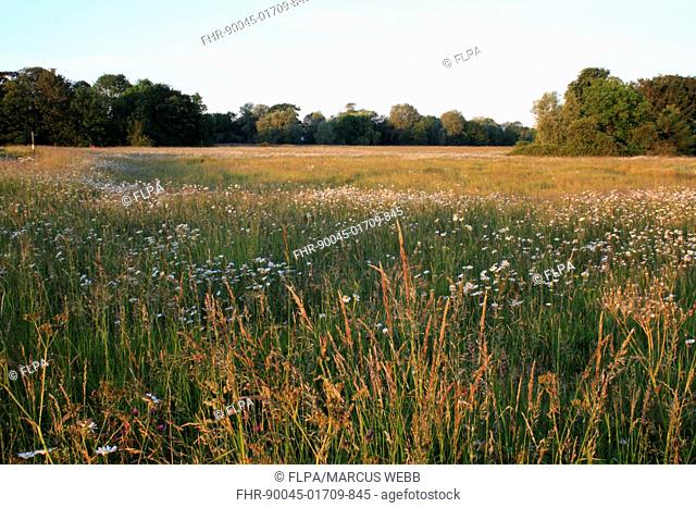 View of pasture with long grass and Ox-eye Daisy Leucanthemum vulgare flowering, in commonland reserve habitat at dawn, Mellis Common, Mellis, Suffolk, England
