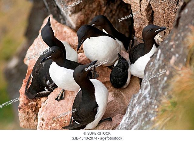 Brunnich's guillemot Uria lomvia adults surround and protect their young chicks nesting along cliffs in Sassenfjorden, Svalbard, Norway