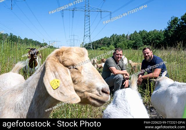23 June 2022, Saxony, Borna: Martin Graichen (r) and Christian Koschnicke from the Borna-Birkenhain Ecological Station check on the Boer goats in a pasture...