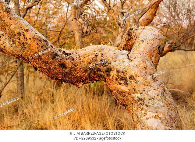Namibian myrrh (Commiphora wildii) is a little tree that produces a resine (omumbiri) with aromatic, culinary and medicinal uses