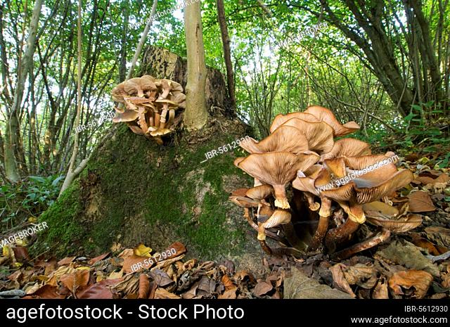 Fruiting body of honey fungus (Armillaria mellea) growing on the stool of european ash (Fraxinus excelsior) in coppice habitat, Kent, England, United Kingdom