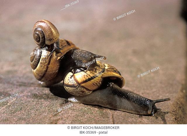 Three banded snails Cepaea nemoralis crowling