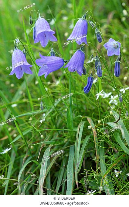 lady's-thimble, scotch bluebell, harebell (Campanula rotundifolia), blooming, Germany, Bavaria, Oberbayern, Upper Bavaria, Ammergauer Alpen