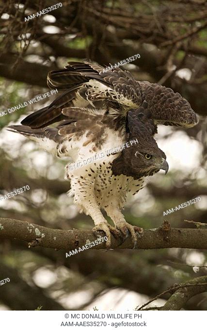 Martial Eagle (Polemaetus bellicosus) adult eagle in tree in Gol Kopjes, in the Serengeti National Park, Tanzania