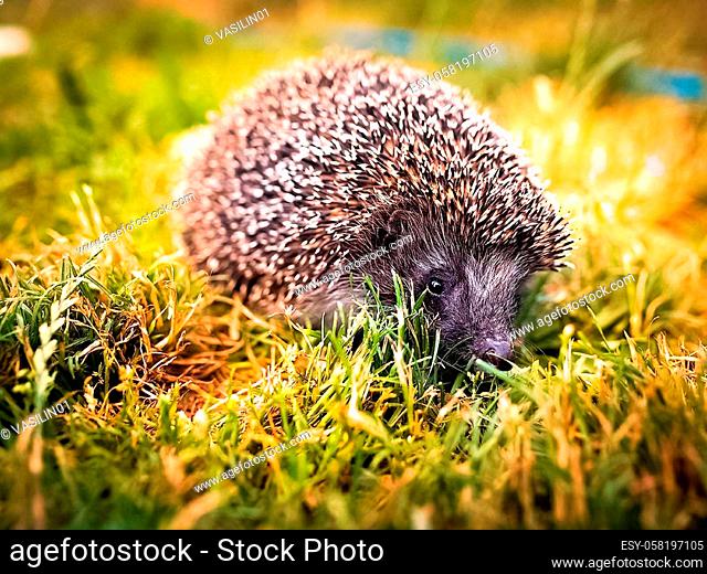Hedgehog in the grass on the lawn. A prickly hedgehog