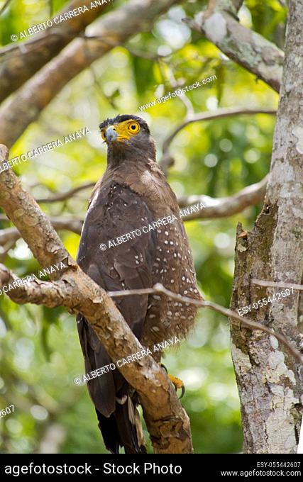 Crested Serpent Eagle, Spilornis cheela, Wilpattu National Park, Sri Lanka, Asia