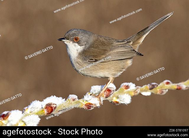 Sardinian Warbler (Sylvia melanocephala), side view of an adult female perched on a branch, Campania, Italy