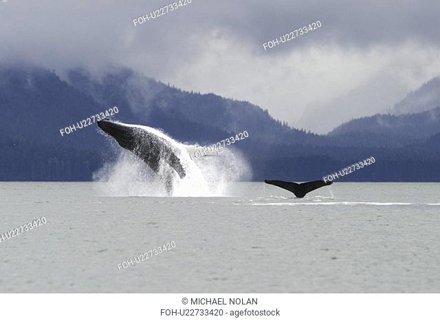 Humpback Whale Megaptera novaeangliae breaching in Stephens Passage, Southeast Alaska, USA. Pacific Ocean. Southeast Alaska, USA. Pacific Ocean. rr