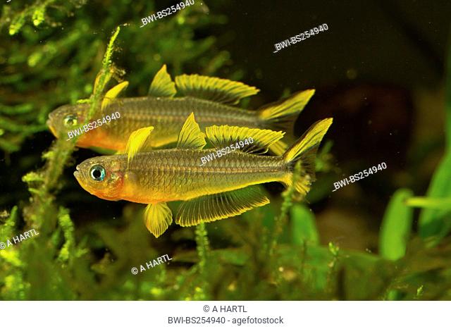forked-tail rainbowfish Pseudomugil furcatus, Popondichthys furcatus, fighting males