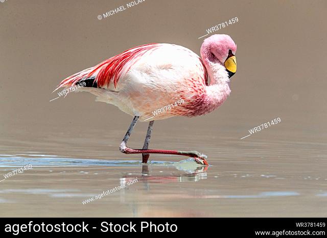 Rare James's flamingo (Phoenicoparrus jamesi), Eduardo Avaroa Andean Fauna National Reserve, Bolivia, South America