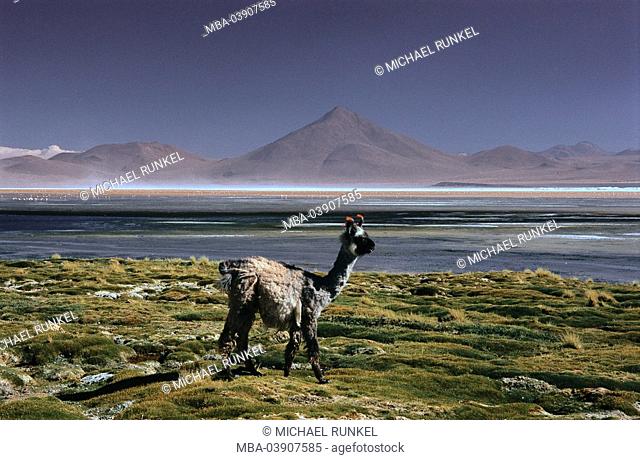 Bolivia, Altiplano, landscape, llama, llama glama, South America, Reserva Nacional de fauna Andina Eduardo Abaroaim, national-park wildlife of the Andes Eduardo...