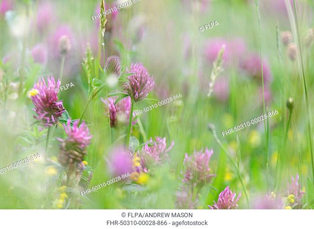 Red Clover (Trifolium pratense) flowering, growing in wildflower meadow, Blithfield, Staffordshire, England, May