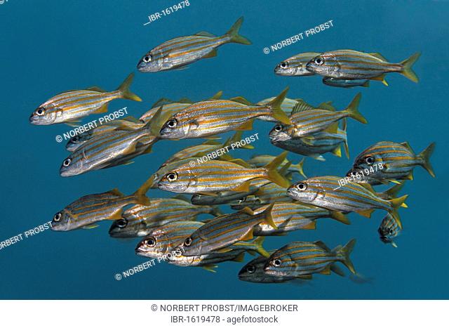 Smallmouth Grunt (Haemulon chrysargyreum), Shoal of fish in blue water, Saint Lucia, St. Lucia Island, Windward Islands, Lesser Antilles, Caribbean