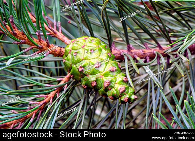closeup of new green cone grow on coniferous pine tree branch