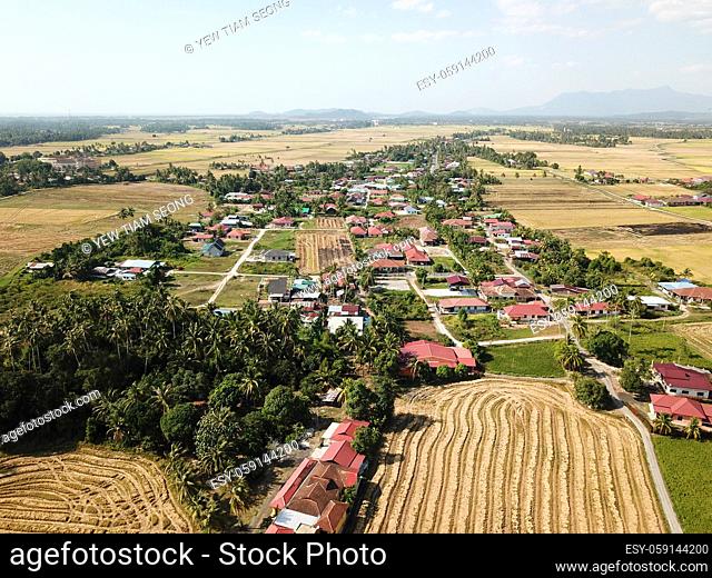 Aerial view harvested paddy field in Malays kampung