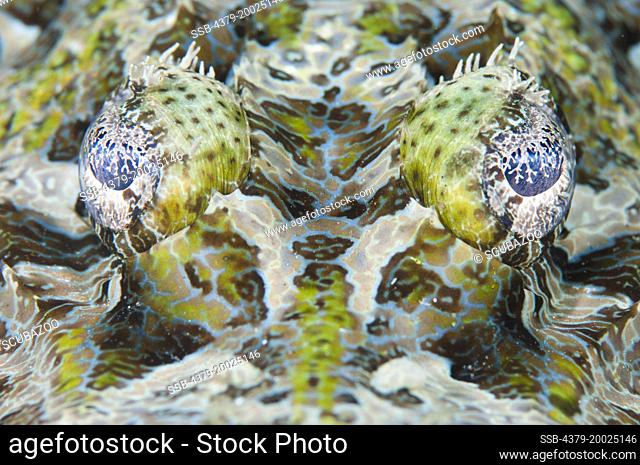 Head-on close-up of the eyes of a Crocodilefish, Cymbacephalus beauforti, Taliabu Island, Sula Islands, Indonesia