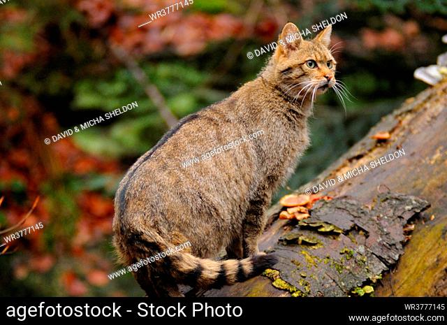 Close-up of Wildcat (Felis Silvestris) sitting on tree in forest