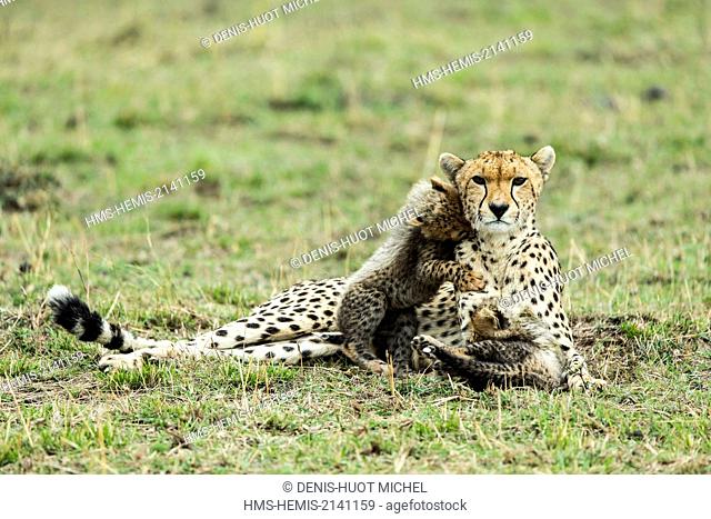 Kenya, Masai Mara game Reserve, cheetah (Acinonyx jubatus), female and cubs 8/9 weeks old
