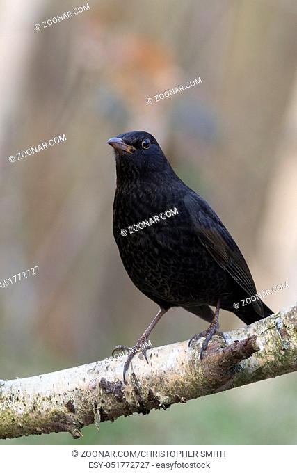 Blackbird (Turdus merula) perched on a branch