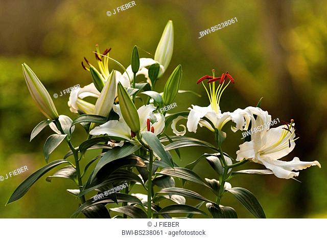 lily Lilium spec., white lilies in the garden