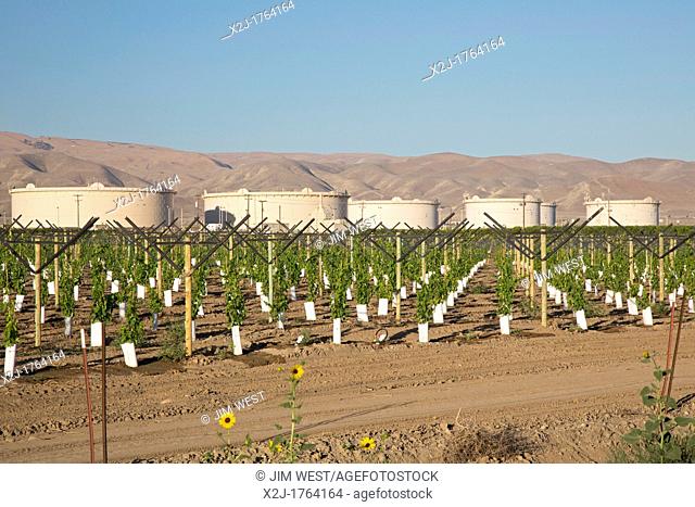 Maricopa, California - A newly-planted vineyard near oil storage tanks in the San Joaquin Valley