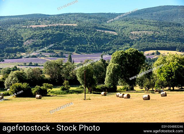 Lavender field near Sault in Provence, France