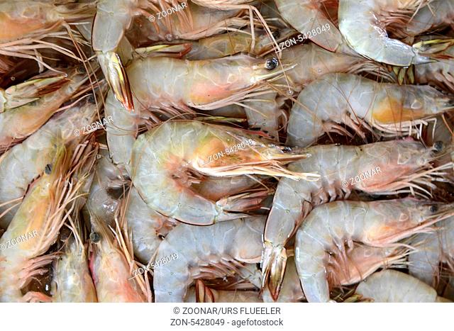 Frische Shrimps in einem Restaurant an der Rawai Beach auf der Insel Phuket im sueden von Thailand in Suedostasien