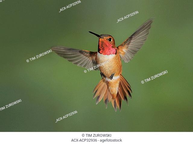 Male Rufous Hummingbird Selasphorus rufus in flight