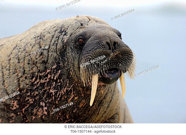 Portrait of walrus Odobenus rosmarus Foxe Basin, Nunavut, Canada