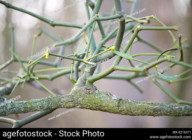 European mistletoe (Viscum album), attachment of mistletoe to a branch in close-up, Düsseldorf, Germany, Europe