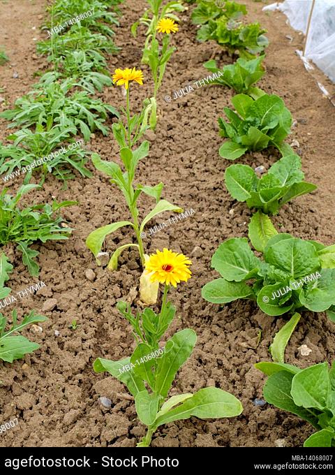 flower in the vegetable patch: marigold (calendula officinalis) and lettuce (lactuca sativa)