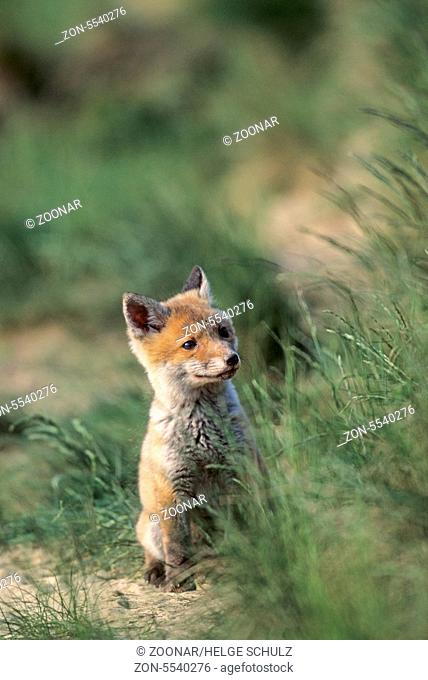 Rotfuchswelpe sitzt angespannt aeugend vor dem Fuchsbau - (Rotfuchs - Fuchs) / Red Fox kit sitting intently looking in front of the foxs burrow - (European Red...